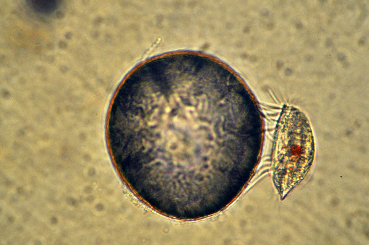 Ciliato Spirotrico del Sottordine Hypotrica